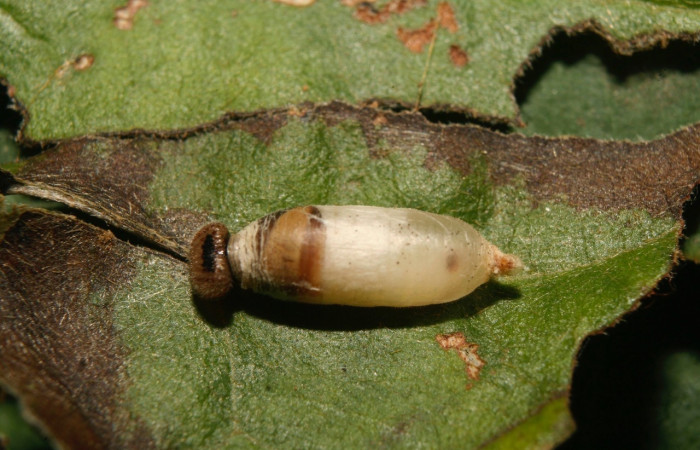 Fig. 16. Parásito de la familia Ichneumonidae, larva <i>Chiothion georgina</i> parasitada, con 7 mm de largo. Estación Biológica Quica. Voucher 14-SRNP-70258-DHJ703917.jpg
