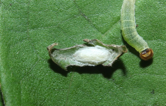 Fig. 14. Capullo de parásito, familia Braconidae de larva <i>Chiothion georgina</i>, en tercer estadio, con 4 mm de largo. imagen de Estación Biológica Wege. Voucher 14-SRNP-71928-DHJ726226.jpg