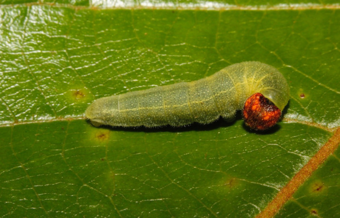 Fig. 1. Larva <i>Chiothion georgina</i>, tiene de largo 20 mm en penúltimo estadio, Estación Biológica Wege. Voucher 15-SRNP-26638-DHJ730317.jpg.
