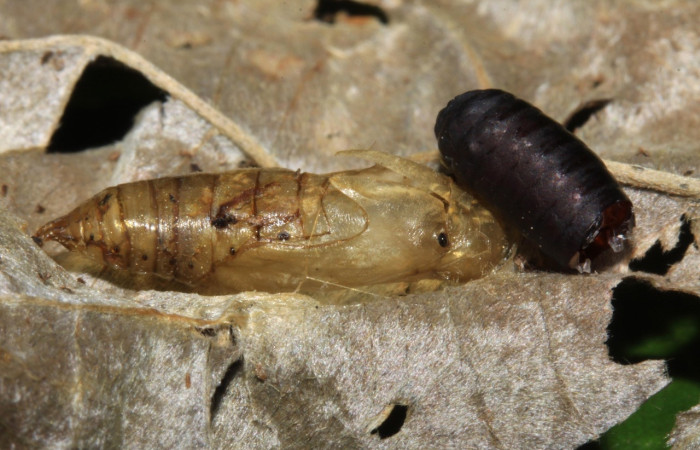 Fig 15. Pupario de mosca de la familia Tachinidae, parásito en larva <i>Chiothion georgina</i> en tercer estadio, con 14 mm de largo, Estación Biológica Pitilla. Voucher 15-SRNP-70742-DHJ721925.jpg.