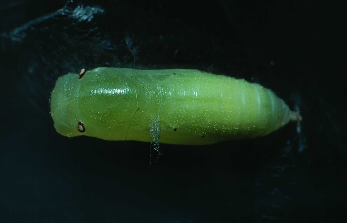 Fig. 9. Pupa dorsal entero <i>Chiothion georgina</i>, tiene de largo 12 mm, Sector Santa Rosa. Voucher 83-SRNP-960-DHJ5800.jpg.