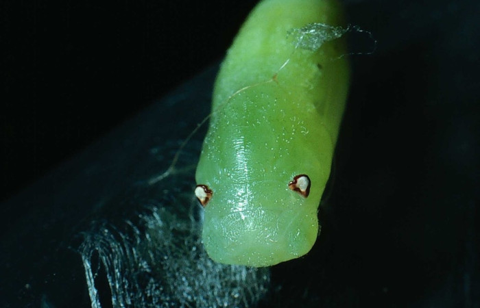 Fig 8. Vista de pupa desde frente, de larva <i>Chiothion georgina</i>, tiene de largo 12 mm, Sector Santa Rosa.  Voucher 83-SRNP-960-DHJ5802.jpg