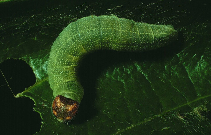 Fig. 6. Larva <i>Chiothion georgina</i>, mostrando la cabeza, en último estadio, Sector  Santa Rosa. 
Voucher 92-SRNP-2866-DHJ15618.jpg.