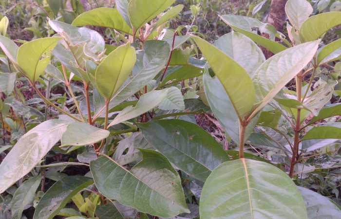 Fig. 5 Planta Byrsonima crassifolia, hojas simples alternas, ovadas de 3,15 cm de longitud, produce flores pequeñas, el fruto es una pequeña drupa amarilla,  especie donde mas apetecida por larva <i>Chiothion georgina</i> Hesperiidae. Finca Esmeralda. Cirilo Umaña D, foto tomada 04/ 04/ 2024.
