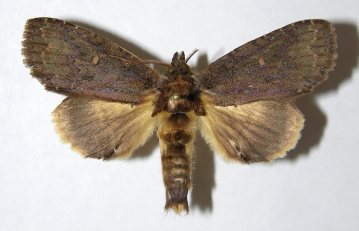 Fig. 12. Macho de <i>Disphragis</i> danalaDHJ04 (Notodontidae), en sus alas anteriores posee un color gris y en alas posteriores un gris difuminado. Voucher: 05-SRPN-48725-DHJ330864.