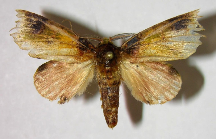 Fig. 2. Polilla de <i>Disphragis</i> Janzen20 (Notodontidae), posee una una coloración grisácea muy característico del género. Voucher: 07-SRNP-2311-DHJ377260.