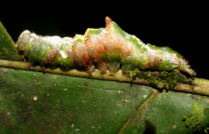 Fig. 1. Larva de <i>Disphragis</i> Janzen20 (Notodontidae), comiendo <i>Hieronyma alchorneoides</i> (Phyllanthaceae). Voucher: 07-SRNP-2311-DHJ425783.