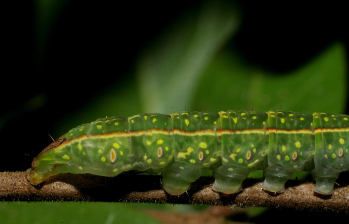 Fig. 15. Detalle de espiráculos y patas falsas en oruga <i>Disphragis</i> onerosaDHJ01 (Notodontidae), Planta hospedera <i>Sloanea terniflora</i> (Elaeocarpaceae). Voucher: 07-SRNP-59536-DHJ429181.