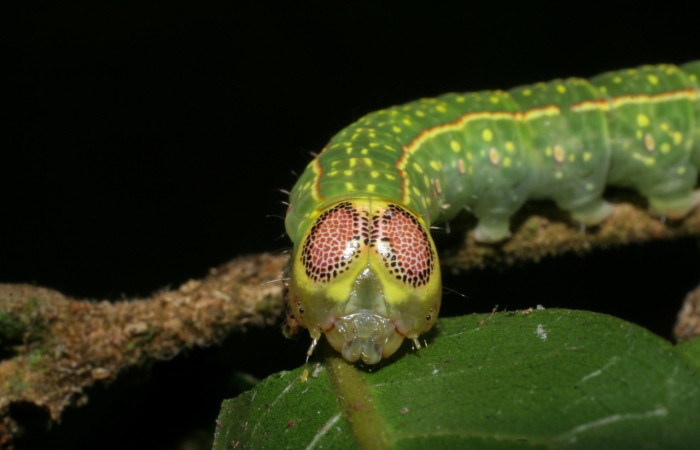 Fig. 16. Detalle de cabeza con manchas en forma de ojos en <i>Disphragis</i> onerosaDHJ01 (Notodontidae), Planta hospedera <i>Sloanea terniflora</i> (Elaeocarpaceae). Voucher: 07-SRNP-59536-DHJ429190.