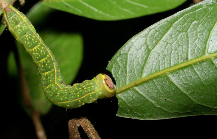 Fig. 14. Larva de <i>Disphragis</i> onerosaDHJ01 (Notodontidae), Planta hospedera <i>Sloanea faginea</i> (Elaeocarpaceae). Voucher: 07-SRNP-59536-DHJ429196