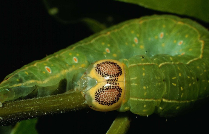 Fig. 18. Detalle cabeza en oruga <i>Disphragis</i> onerosaDHJ01 (Notodontidae), cabeza con manchas en forma de ojos. Planta hospedera Sloanea terniflora (Elaeocarpaceae). Voucher:95-SRNP-6131-DHJ23890.