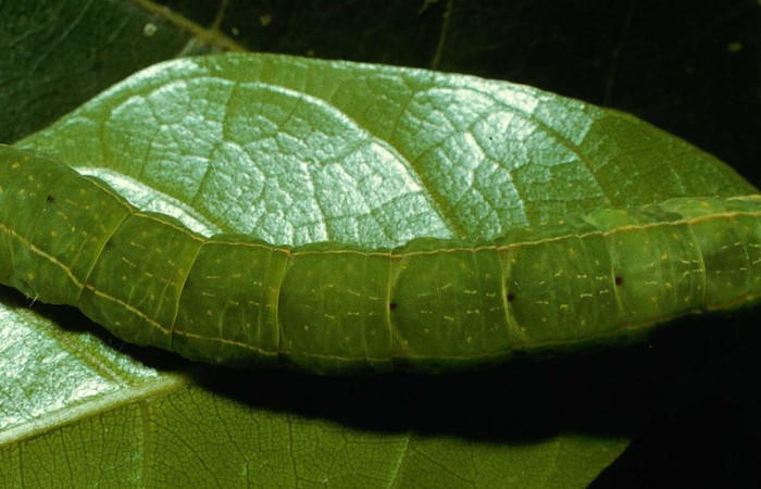 Fig. 17. Vista dorsal de oruga <i>Disphragis</i> onerosaDHJ01 (Notodontidae), Planta hospedera Sloanea terniflora (Elaeocarpaceae). Voucher:95-SRNP-6131-DHJ23902.