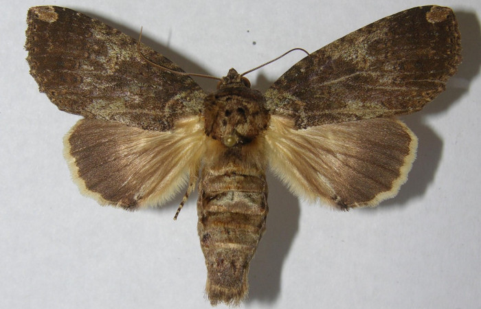 Fig. 21 Hembra de <i>Disphragis</i> onerosaDHJ01 (Notodontidae), en sus alas anteriores y posteriores presenta un color gris muy similar al macho, a diferencia del macho la hembra tiene un abdomen más abultado. Voucher: 95-SRNP-7791-DHJ569486.