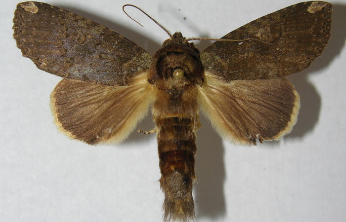 Fig. 19 Macho de <i>Disphragis</i> onerosaDHJ01 (Notodontidae), en sus alas anteriores presenta un color gris con una pequeña mancha beige en su ápice en sus alas posteriores un gris más claro Voucher: 97-SRNP-10300-DHJ569484.