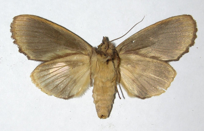 Fig. 23 Adulto hembra de <i>Disphragis</i> danalaDHJ04 (Notodontidae), en sus alas anteriores y posteriores presenta un color café claro similar al que presentan los machos. Voucher: 05-SRPN-48796-DHJ330747.