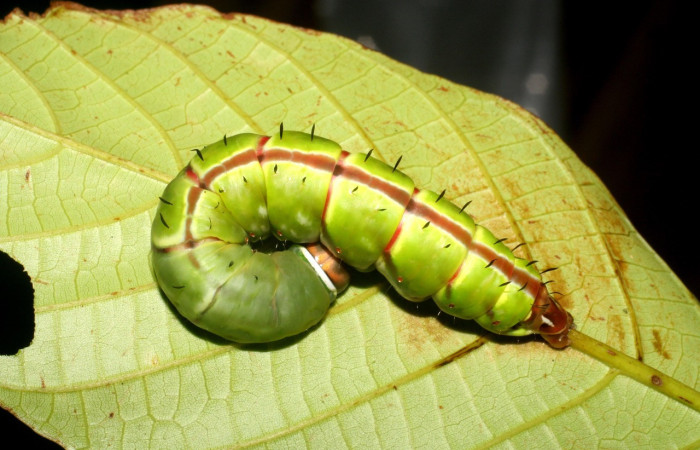 Fig. 6. Larva de <i>Disphragis</i> danalaICG01 (Notodontidad), Planta hospedera <i>Sloanea faginea</i> ( Elaeocarpaceae). Voucher: 07-SRNP-2489-DHJ425805.