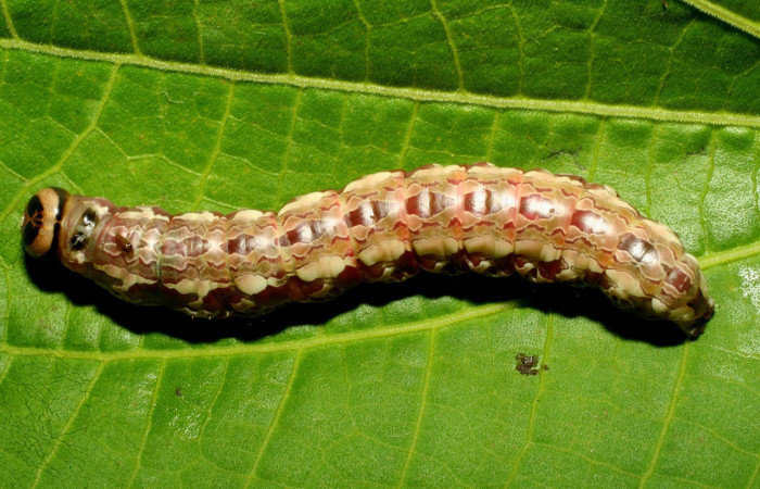 Fig. 18 Prepupa de <i>Disphragis</i> danalaDHJ04  (Notodontidad), vista dorsal. Voucher: 09-SRNP-31083-DHJ458402.