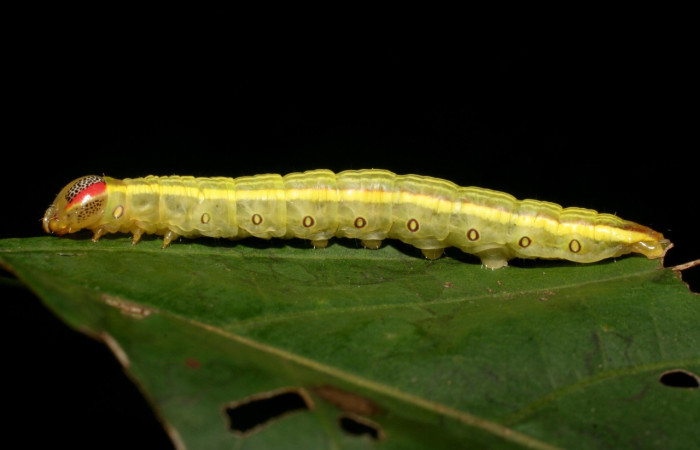 Fig. 4. Larva de <i>Disphragis</i> tharisICG01 (Notodontidad), comiendo <i>Alchornea costaricensis</i> (Euphorbiaceae). Voucher: 09-SRNP-75112-DHJ461331.