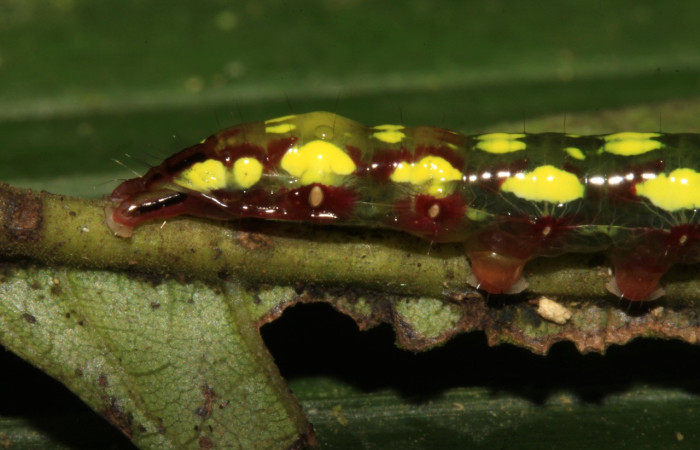 Fig. 11. Larva de <i>Disphragis</i> danalaDHJ04 (Notodontidad), Planta hospedera <i>Sloanea faginea</i> (Elaeocarpaceae). Detalle parte posterior lateral. Voucher: 15-SRNP-31181-DHJ728127.