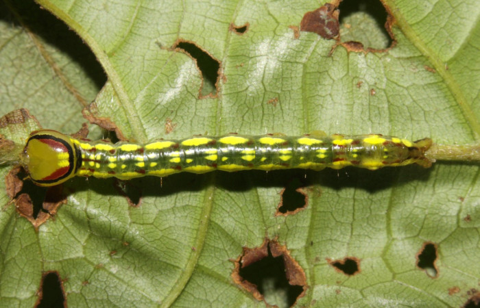 Fig. 10. Larva de <i>Disphragis</i> danalaDHJ04 (Notodontidad), Planta hospederaSloanea faginea (Elaeocarpaceae), larva con manchas amarillas sobre su parte dorsal. Voucher: 16-SRNP-30165-DHJ729232.