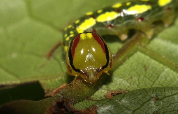 Fig. 12. Larva de <i>Disphragis</i> danalaDHJ04 (Notodontidad), detalle cabeza. Voucher: 16-SRNP-30165-DHJ729233.