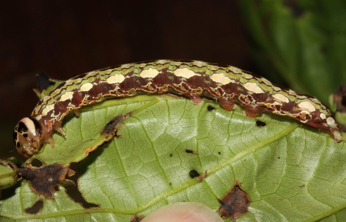 Fig. 13. Larva de <i>Disphragis</i> danalaDHJ04  (Notodontidad), Planta hospedera <i>Sloanea faginea</i> (Elaeocarpaceae). Voucher: 16-SRNP-30165-DHJ729236.