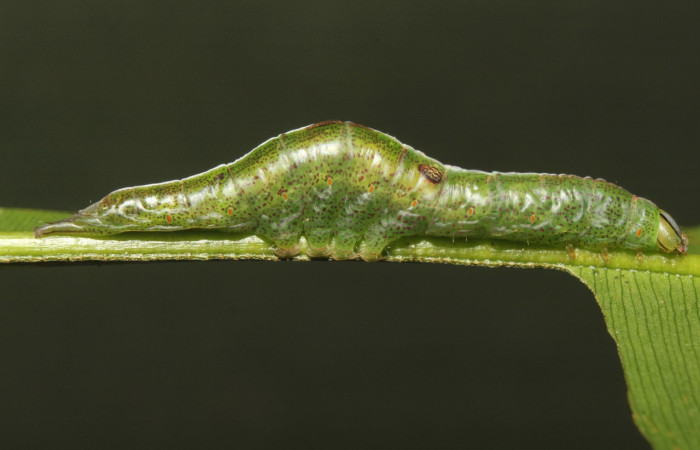 Fig. 2. Larva de <i>Disphragis</i> Janzen22 (Notodontidad), Planta hospedera <i>Calophyllum brasiliense</i> ( Calophyllaceae). Voucher: 18-SRNP-70790-DHJ742086.