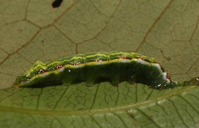 Fig. 5 Larva de <i>Disphragis ligata</i> (Notodontidad), comiendo <i>Weinmannia wercklei</i> (Cunoniaceae). Voucher: 22-SRNP-35670-DHJ793131.