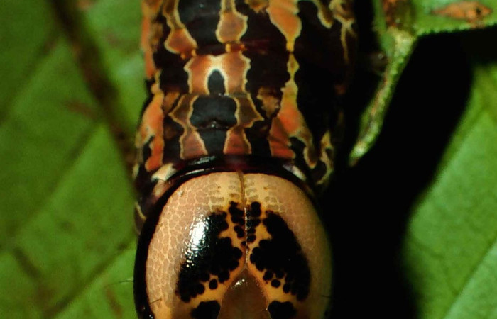 Fig. 16. Detalle cabeza de oruga de <i>Disphragis</i> danalaDHJ04  (Notodontidad), Voucher: 99-SRNP-1151-DHJ50551.