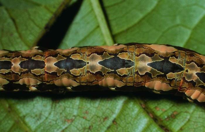 Fig. 17. Detalle dorso central de  oruga <i>Disphragis</i> danalaDHJ04  (Notodontidad). Voucher: 99-SRNP-1151-DHJ50551.