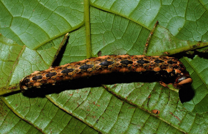 Fig. 14 Larva de <i>Disphragis</i> danalaDHJ04  (Notodontidad), Planta hospedera <i>Sloanea faginea</i> (Elaeocarpaceae). Voucher: 16-SRNP-30165-DHJ729236.