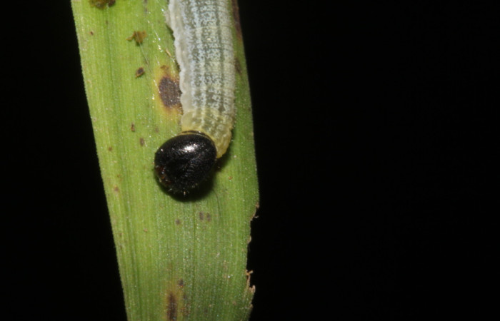 Figura 1. Larva <i>Cymaenes lumina</i> (Hesperiidae), color verde con rayas, en los laterales, dorso puntos color crema, posición frontal, mide 11 mm aproximadamente. Planta hospedera <i>Ischaemum timorense</i>, (Poaceae). Voucher: 17-SRNP-40017-DHJ724919.jpg.