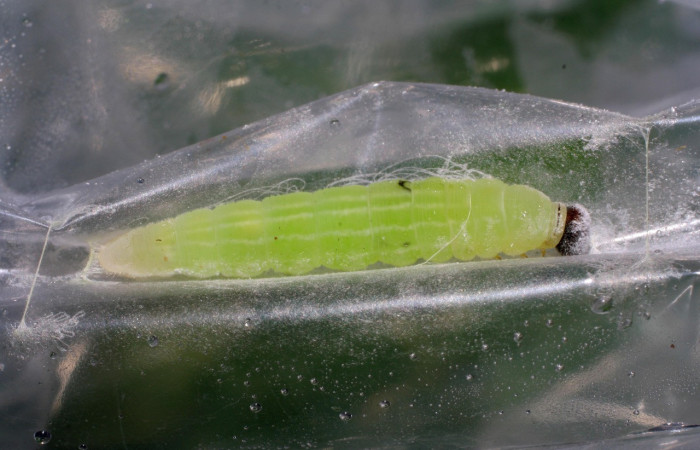Figura 14. Larva en prepupa <i>Cymaenes lumina</i> (Hesperiidae), color verde fosforesente, posición lateral, mide 23 mm aproximadamente. Planta hospedera <i>Ischaemum timorense</i>, (Poaceae). Voucher: 06-SRNP-33502-DHJ416191.jpg.