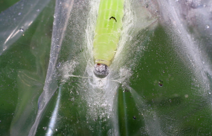 Figura 15. Larva en prepupa <i>Cymaenes lumina</i> (Hesperiidae), color verde fosforesente, posición frontal-dorsal, mide 23 mm aproximadamente. Planta hospedera <i>Ischaemum timorense</i>, (Poaceae). Voucher: 06-SRNP-33502-DHJ416188.jpg.