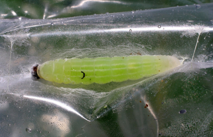 Figura 16. Larva en prepupa <i>Cymaenes lumina</i> (Hesperiidae), color verde fosforesente, posición dorsal, mide 23 mm aproximadamente. Planta hospedera <i>Ischaemum timorense</i>, (Poaceae). Voucher: 06-SRNP-33502-DHJ416187.jpg.