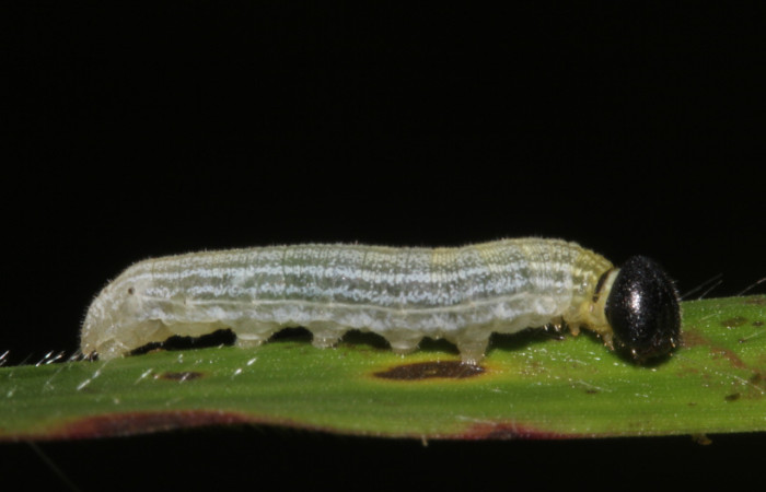 Figura 4. Larva <i>Cymaenes lumina</i> (Hesperiidae), color verde con rayas, en los laterales, dorso puntos color crema, posición lateral, mide 11 mm aproximadamente. Planta hospedera <i>Ischaemum timorense</i>, (Poaceae). Voucher: 17-SRNP-40017-DHJ724914.jpg.
