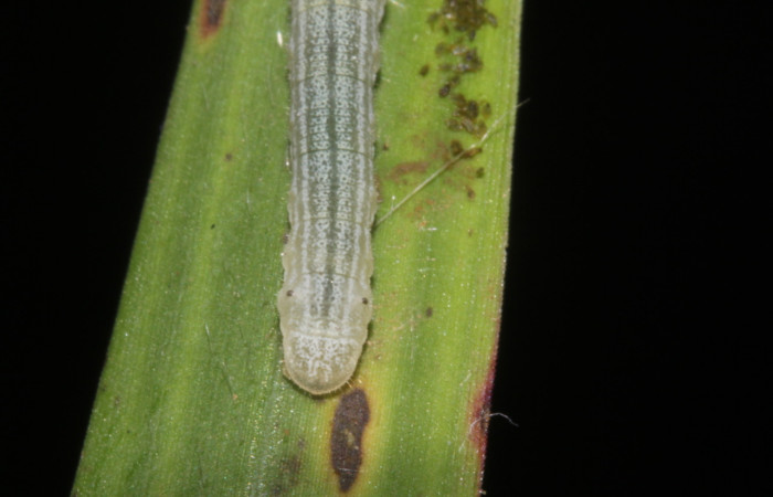 Figura 5. Larva <i>Cymaenes lumina</i> (Hesperiidae), color verde con rayas, en los laterales, dorso puntos color crema,posición lateral, mide 11 mm aproximadamente. Planta hospedera <i>Ischaemum timorense</i>, (Poaceae). Voucher: 17-SRNP-40017-DHJ724918.jpg