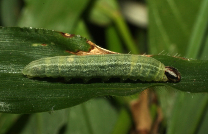 Figura 6. Larva <i>Cymaenes lumina</i> (Hesperiidae), color verde con rayas, en los laterales, dorso puntos color crema, posición lateral, mide 22 mm aproximadamente. Planta hospedera <i>Ischaemum timorense</i>, (Poaceae). Voucher: 15-SRNP-35118-DHJ709126.jpg.