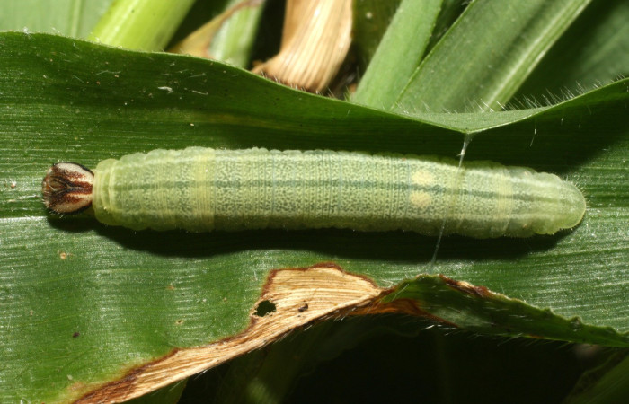 Figura 7. Larva <i>Cymaenes lumina</i> (Hesperiidae), color verde con rayas, en los laterales, dorso puntos color crema, posición dorsal, mide 22 mm aproximadamente. Planta hospedera <i>Ischaemum timorense</i>, (Poaceae). Voucher: 15-SRNP-35118-DHJ709124.jpg.