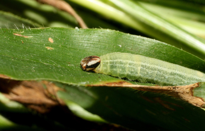 Figura 8. Larva <i>Cymaenes lumina</i> (Hesperiidae), color verde con rayas, en los laterales, dorso puntos color crema, posición cabeza y tórax, mide 22 mm aproximadamente. Planta hospedera <i>Ischaemum timorense</i>, (Poaceae). Voucher: 15-SRNP-35118-DHJ709122.jpg.