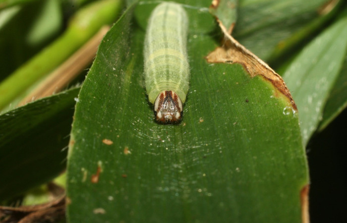 Figura 9. Larva <i>Cymaenes lumina</i> (Hesperiidae), color verde con rayas, en los laterales, dorso puntos color crema, posición frontal cabeza, mide 22 mm aproximadamente. Planta hospedera <i>Ischaemum timorense</i>, (Poaceae). Voucher: 15-SRNP-35118-DHJ709121.jpg