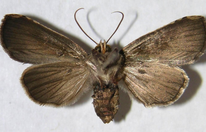 .Figura 10. Adulto de <i>Rhabotina</i> Poole01 (Nolidae), macho vista dorsal, localidad Corrales Negros Sector, Santa Cecilia. Voucher: 10-SRNP-30357-DHJ539624.jpg.