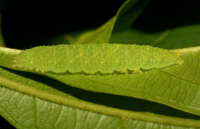 Figura 6. Larva <i>Rhabotina</i> Poole01 (Nolidae), último estadío (U) vista lateral, localidad Corrales Negros Sector, Santa Cecilia  (ACG).. Voucher: 10-SRNP-30357-DHJ467393.jpg.