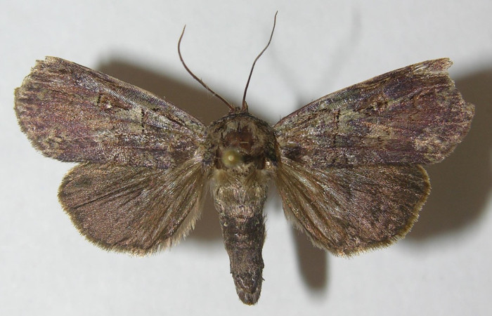 Figura 1. Adulto <i>Rhabotina</i> Poole01 (Nolidae), (Macho) vista dorsal, localidad Corrales Negros Sector, Santa Cecilia  (ACG). Voucher: 10-SRNP-30357-DHJ539624.jpg.