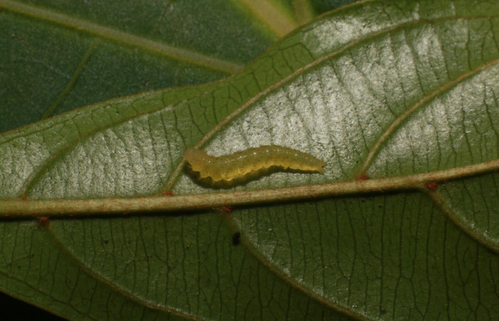 Figura 2. Larvitas Rhabotina Poole01 (Nolidae), primer estadío (I) vista lateral, localidad Selva Sector Rincon Rain Forest ACG (410m). Voucher: 20-SRNP-80982-DHJ755489.jpg.