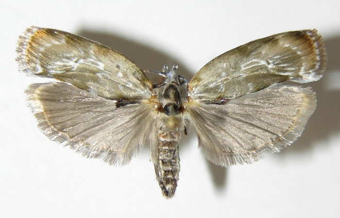 Fig 6. Adulto <i>Antaeotricha fascicularis</i> Depressariidae, vista dorsal, (Hembra). 
Voucher  04-SRNP-25658-DHJ340392.