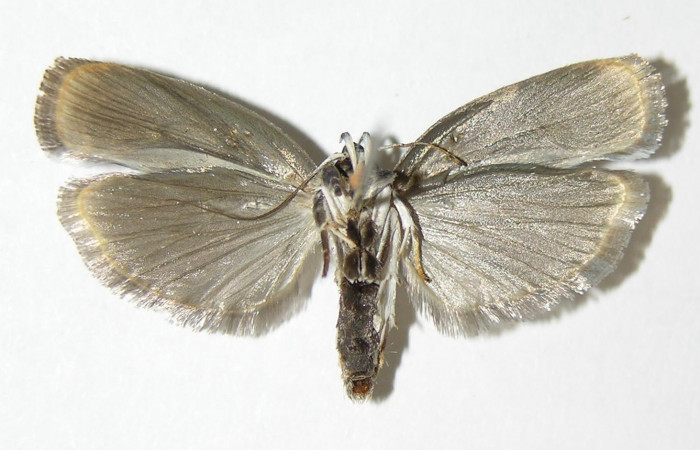 Fig 7. Adulto <i>Antaeotricha fascicularis</i> Depressariidae, vista ventral, (Hembra.)
Voucher 04-SRNP-25658-DHJ340393.