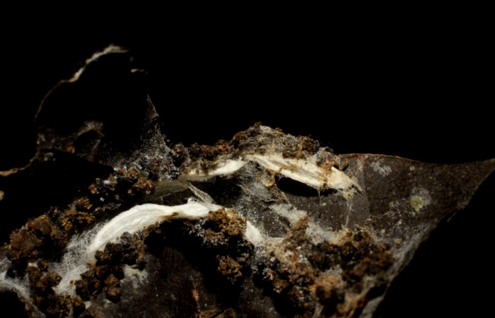 Fig 14. Capullos de la familia Braconidae, parásito de la larva <i>Antaeotricha fascicularis</i> Depressariidae, Voucher 09-SRNP-5487-DHJ476323.jpg.