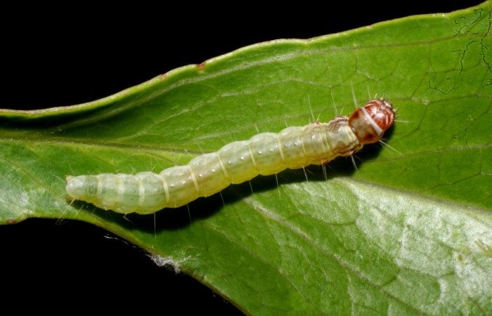 Fig 1. Larva <i>Antaeotricha fascicularis</i> Depressariidae, penúltimo estadio. Cerro Gongora Pelado. Voucher 10-SRNP-57274-DHJ480735.jpg.
