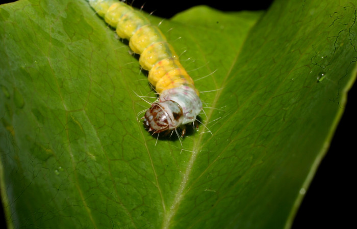 Fig 5. <i>Antaeotrichafascicularis, Depressariidae</i> vista cabeza, último estadio. Voucher 10-SRNP-57274-DHJ480743.jpg.